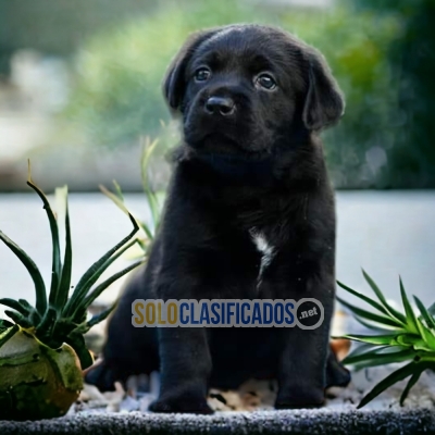 LABRADOR RETRIEVER     IT WILL BE YOUR COMPANION AND BEST COMPANY... 
