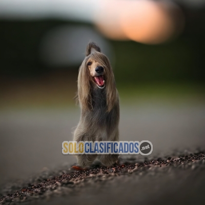 BELLO CACHORRO GALGO AFGANO... 