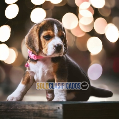 Beagle Poket Americano Adorables Cachorros Para Tu Familia... 