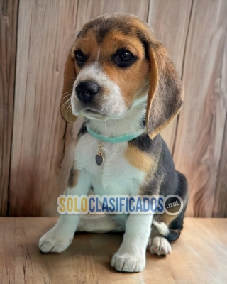 Para ti! Cachorro Beagle Poket Americano... 