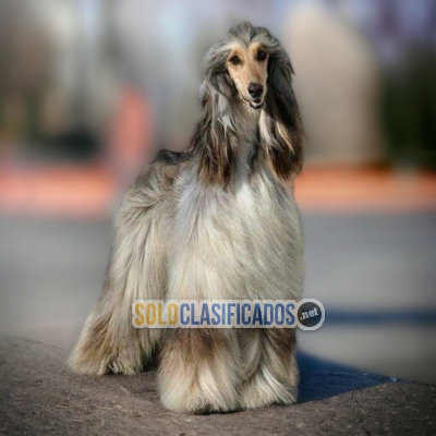 Galgo Afgano Elegantes Cachorros Para Su Familia... 