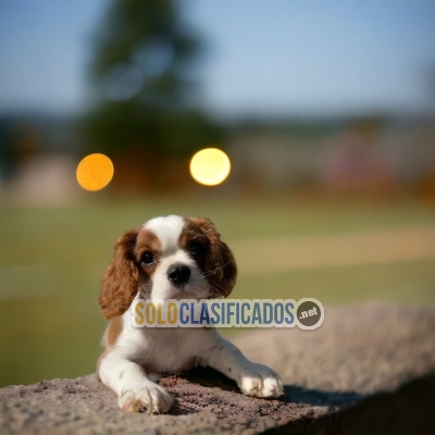 CAVALIER KING CHARLES SPANIEL DR... 