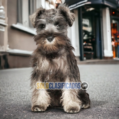SCHNAUZER MINI    IT WILL BE YOUR BEST COMPANY FROM NOW ON CHEER ... 
