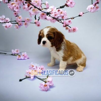 CUTE PUPPIES CAVALIER KING... 