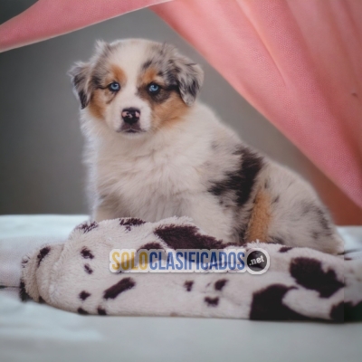 GORGEOUS PUPPIES AUSTRALIAN SHEPHERD... 