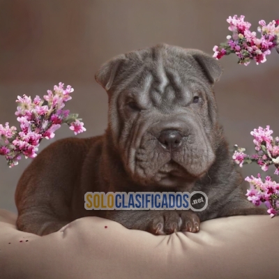 PRECIOSOS SHAR PEI ilinois... 