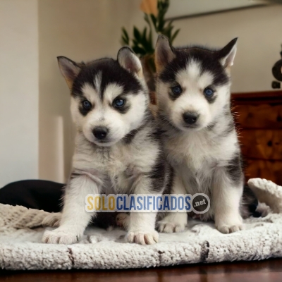 PRECIO CACHORRO HUSKY SIBERIANO PARA SU HOGAR... 