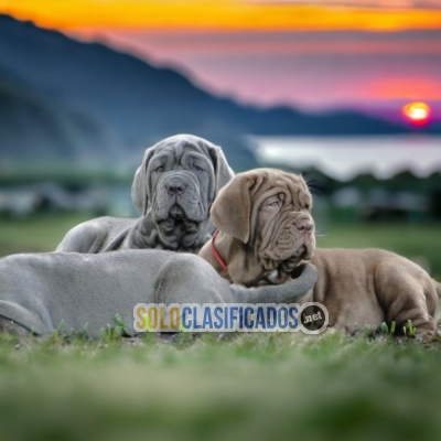 Magnific Puppies Cane Corso... 