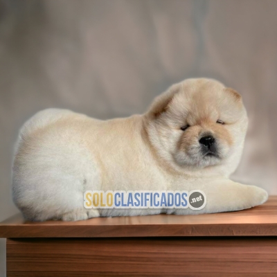 Beautiful puppies available CHOW CHOW DR... 