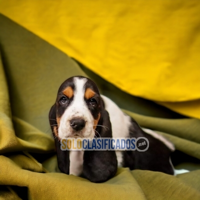 HERMOSOS CACHORROS BASSET HOUND... 