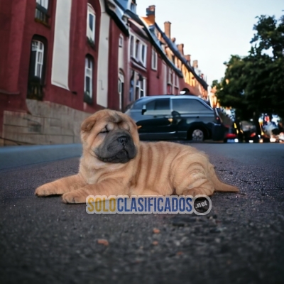 PUPPY ENTERS SHAR PEI... 