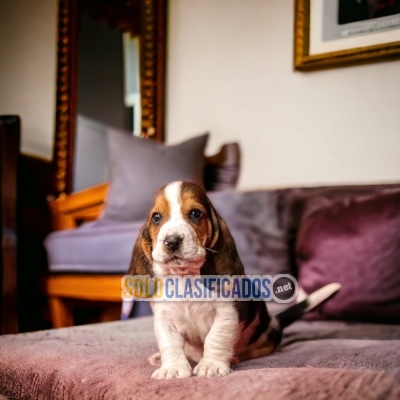 Hermoso y tierno cachorro Basset Hound... 