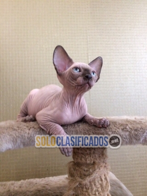 Gatito SPHYNX probado en salud registrado disponible... 