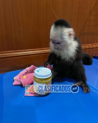 baby Capuchin monkeys Available for sale... 