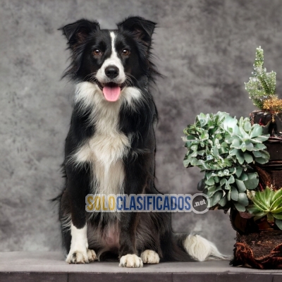 1ADORABLE BORDER COLLIE NORMAL... 