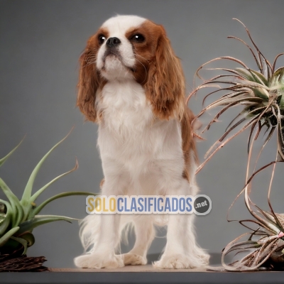 CAVALIER KING A FURRY FOR YOUR HOME... 