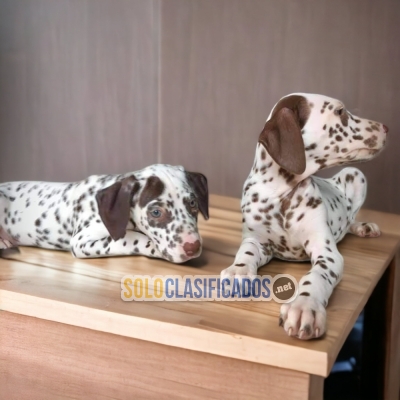 Dalmata Fabulosos Cachorros... 