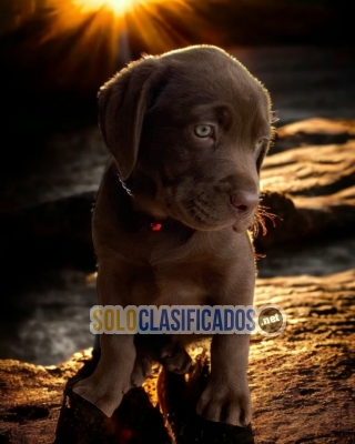 puppies available Labrador retriever with the best market conditi... 