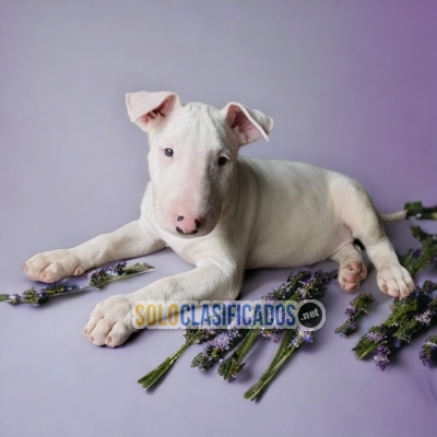 BULLTERRIER     YOUR BEST COMPANY FROM TODAY++... 