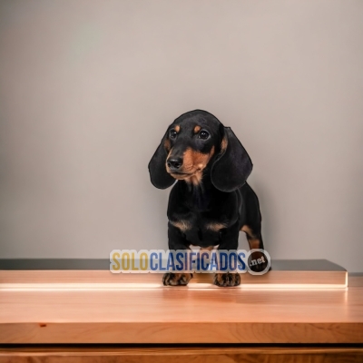 Beautiful puppies available Black Fire Dachshund... 