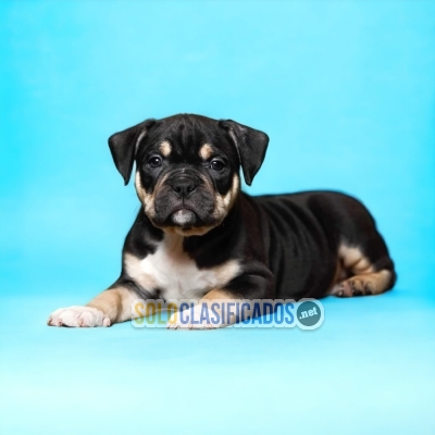 AMERICAN BULLY AVAILABLE NOW... 