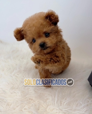 cachorros de caniche toy machos y hembras...