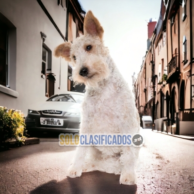 FOX TERRIER DE PELO LARGO           IT WILL BE YOUR COMPANION AND... 