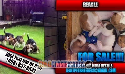 ADORABLE BEAGLE FOR SALE NOW... 