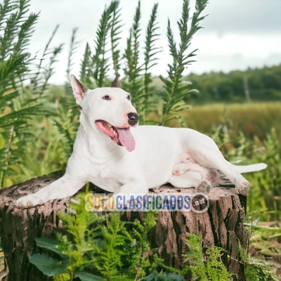 2 BULL TERRIER... 