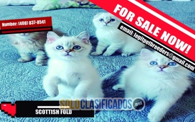 SCOTTISH FOLD KITTENS... 