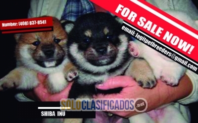 SHIBA  INU  PUPPIES FOR SALE... 