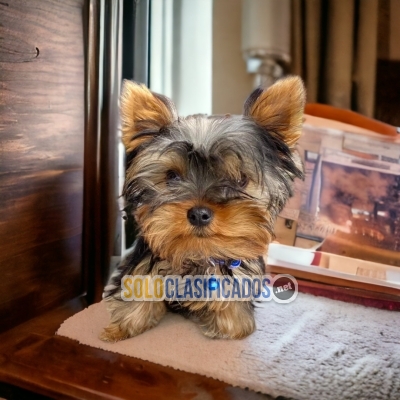 Lindo cachorro raza Yorshire Terrier... 