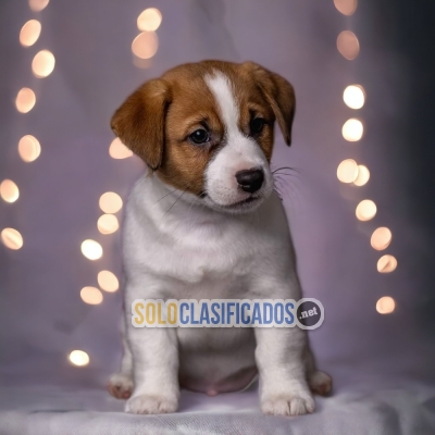 Bonito JACK RUSSELL para tu hogar... 