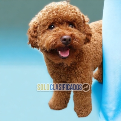 Beautiful puppies available FRENSCH POODLE RED with the best mark... 