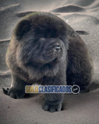 Encantador y elegante cachorro raza Chow Chow... 