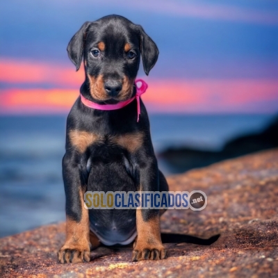 CUTE DOBERMAN  PUPPY FOR SALE... 