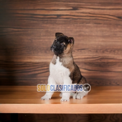 HERMOSO CACHORRO DE RAZA AKITA AMERICANO... 