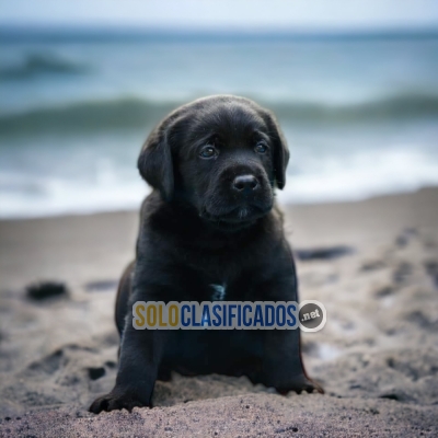 LABRADOR RETRIEVIER  IT WILL BE YOUR BEST COMPANY FROM NOW ON... 