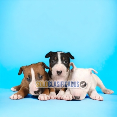 Beautiful puppies available now: BULL TERRIER... 