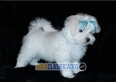 REGALO cachorros Bichon Maltes Mini Toy Para Adopcion... 