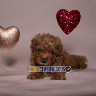 FRENCH POODLE RED DISPONIBLE NORTH CAROLINA... 