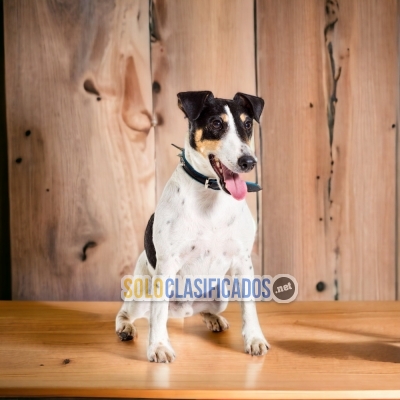 Fox Terrier de Pelo Corto Grandiosos Cachorros Para Su Hogar... 