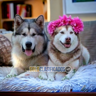 ALASKA MALAMUTE ilinois... 