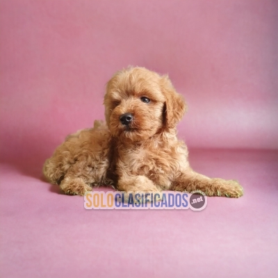 BEAUTIFUL PUPPIES AVAILABLE FRENCH POODLE APRICOT... 