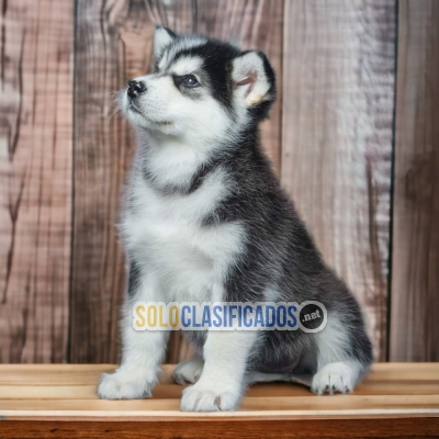 Malamute de Alaska... 