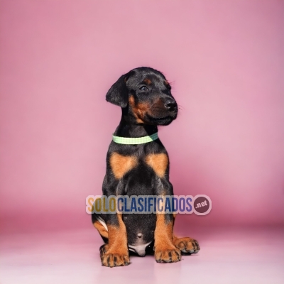 Beautiful puppies available  DOBERMAN DR... 