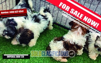 IMPERIAL SHIH TZU PUPPIES FOR SALE... 