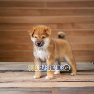 HERMOSO CACHORRO DE RAZA AKITA INU (JAPONÉS)... 