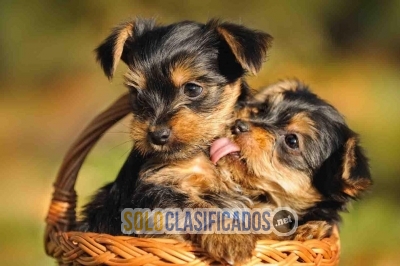 Healthy Teacup Yorkie Puppies For Adoption Very Playful and frien... 