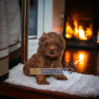 French Poodle Red beautiful puppies... 